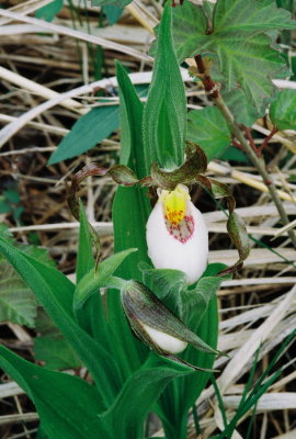 Hybrid with lip markings reminiscent of makasin