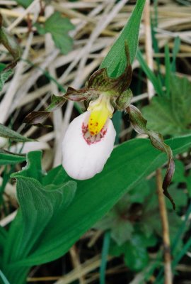 Hybrid with lip markings reminiscent of makasin