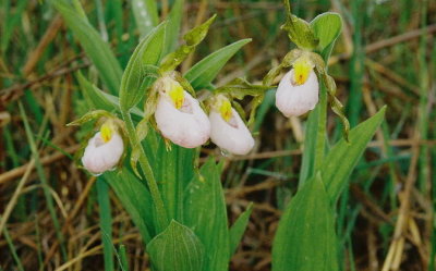  Cypripedium candidum