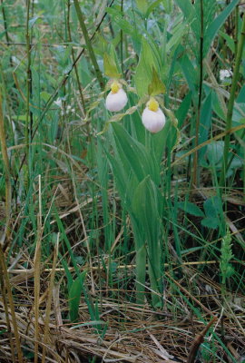  Cypripedium candidum