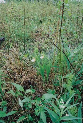  Cypripedium candidum