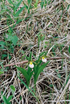  Cypripedium candidum with seed pods.