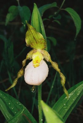  Cypripedium candidum w. flash.