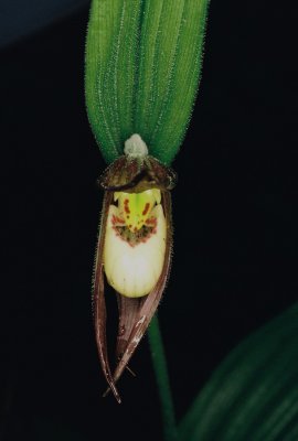 Cypripedium x favillianum