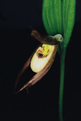 Cypripedium x favillianum