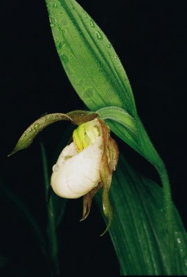 Cypripedium x favillianum