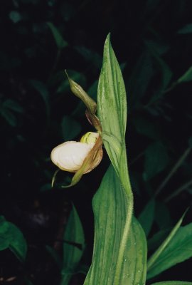 Cypripedium x favillianum