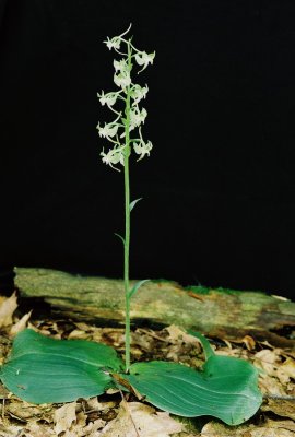 Platanthera macrophylla