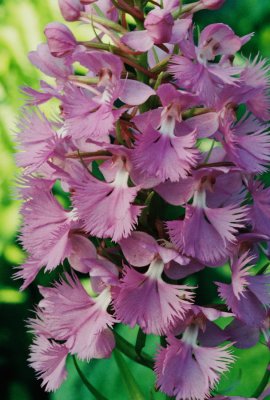 Platanthera grandiflora