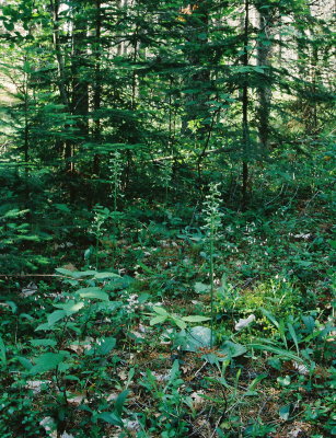 Platanthera macrophylla (Goldie's pad-leaved orchid). Habitat. Grand Sable Dunes, MI 7/3/11