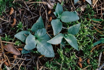 Goodyera tesselata (Checkered Rattlesnake Plantain) Leaves. Grand Sable Dunes, MI 7/3/11