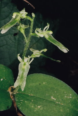 Listera auriculata (Auricled Twayblade) Pictured Rocks Nat'l Lakeshore, MI 7/3/11