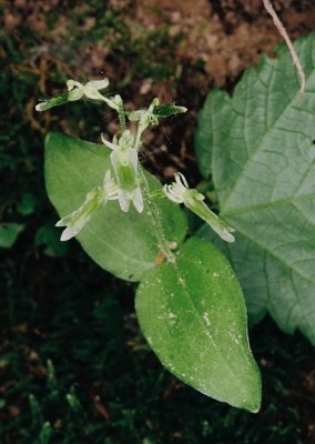 Listera auriculata (Auricled Twayblade) Pictured Rocks Nat'l Lakeshore, MI 7/3/11