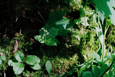 Listera auriculata (Auricled Twayblade) Habitat. Pictured Rocks Nat'l Lakeshore, MI 7/3/11