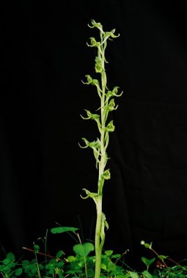 Platanthera hookeri (Hooker's Orchid) Grand Sable Dunes, MI 7/3/11