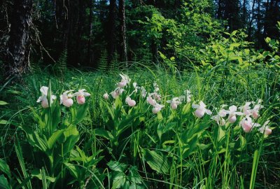 The welcoming committee at the entrance to the bog. Cypripedium reginae (showy lady's-slipper) 7/4/11