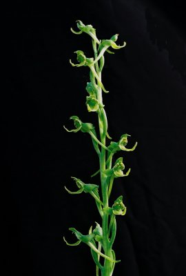 Platanthera hookeri (Hooker's Orchid) Grand Sable Dunes, MI 7/3/11