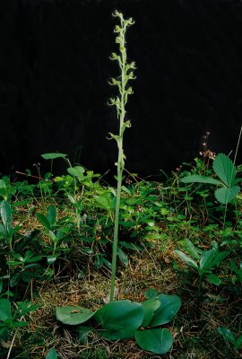 Platanthera hookeri (Hooker's Orchid) Grand Sable Dunes, MI 7/3/11