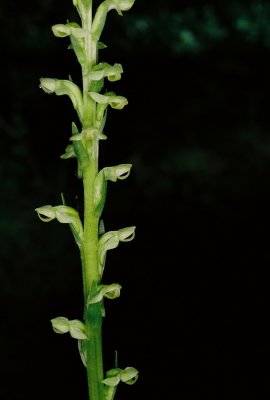 It was very hot, so most of the early orchids were past. Platanthera aquilonis (northern green bog orchid)  7/4/11