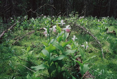 The large stands of Cypripedium reginae (showy lady's-slipper) growing in this bog are truly amazing! 7/4/11