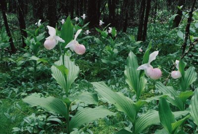 The large stands of Cypripedium reginae (showy ladys-slipper) growing in this bog are truly amazing! 7/4/11