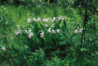 The large stands of Cypripedium reginae (showy lady's-slipper) growing in this bog are truly amazing! 7/4/11