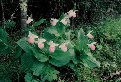 Cypripedium reginae (showy lady's-slipper) Lady slipper Scenic Byway, Minnesota 7/4/11