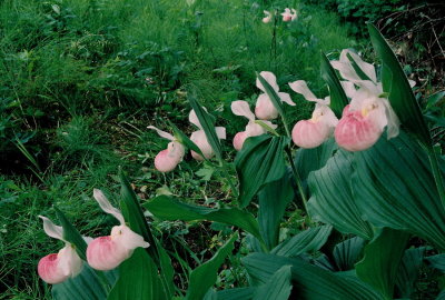 Cypripedium reginae (showy lady's-slipper) Lady slipper Scenic Byway, Minnesota 7/4/11