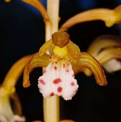 Corallorhiza maculata var. occidentalis forma aurea. Glacier Nat'l Park 7/7/11