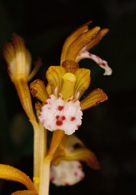 Corallorhiza maculata var. occidentalis forma aurea. Glacier Nat'l Park 7/7/11