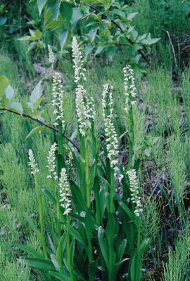 Platanthera dilatata (white bog orchid, bog candle) Glacier Natl Park 7/7/11