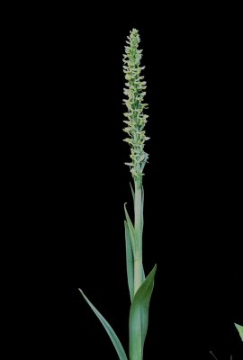 Platanthera huronensis (green bog orchid) Glacier Nat'l Park 7/7/11