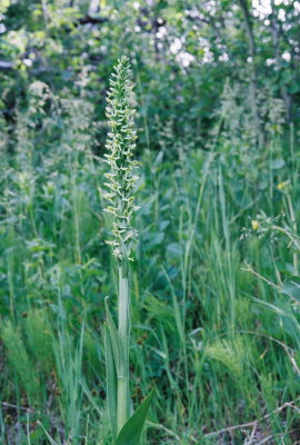 Platanthera huronensis (green bog orchid) habitat. Glacier Nat'l Park 7/7/11