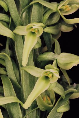 Platanthera huronensis (green bog orchid) Glacier Nat'l Park 7/7/11