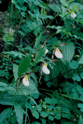 Cypripedium montanum (mountain lady's-slipper) growing along the hiking trail. Note darker sepals & petals. 7/8/11