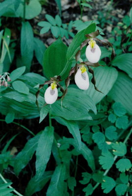 Cypripedium montanum (mountain lady's-slipper) growing along the hiking trail. Note darker sepals & petals. 7/8/11
