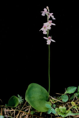  Amerorchis rotundifolia (small round-leaf orchid) near Canmore,  Alberta 7/9/11