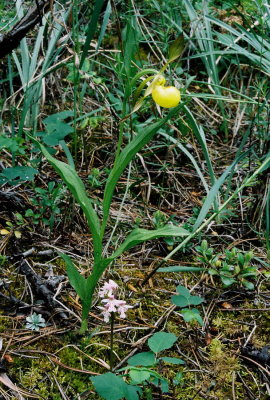 Amerorchis rotundifolia with Cypripedium parviflorum var. pubescens near Canmore,  Alberta 7/9/11