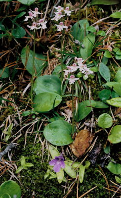  Amerorchis rotundifolia (small round-leaf orchid) w. Pinguicula vulgaris (common butterwort) near Canmore,  Alberta 7/9/11