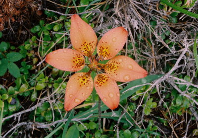 Lilium philadelphicum (wood lily) near Canmore,  Alberta 7/9/11