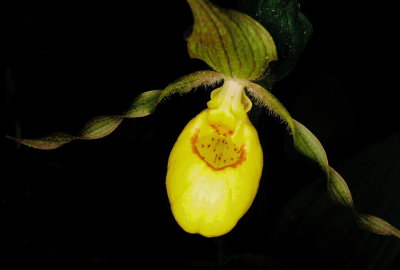 Cypripedium parviflorum var. pubescens (yellow lady's-slipper) w. deeply marked lip near Canmore,  Alberta 7/9/11