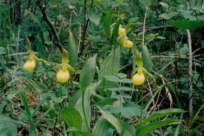 Cypripedium parviflorum var. pubescens (yellow lady's-slipper) near Canmore,  Alberta 7/9/11