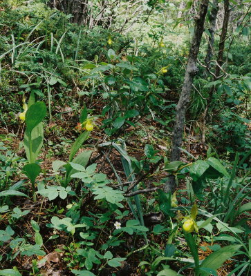 Cypripedium parviflorum var. pubescens (yellow lady's-slipper) habitat, near Canmore,  Alberta 7/9/11