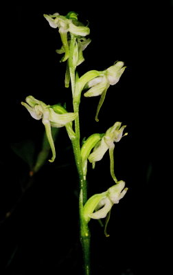 Platanthera obtusata (blunt-leaved rein orchid) near Canmore,  Alberta 7/9/11