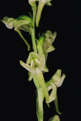 Platanthera obtusata (blunt-leaved rein orchid) near Canmore,  Alberta 7/9/11