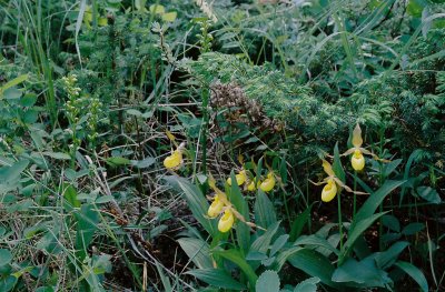 Cypripedium parviflorum var. pubescens (yellow lady's-slipper) w. Coeloglossum viride. Bow Valley Provincial Park 7/9/11