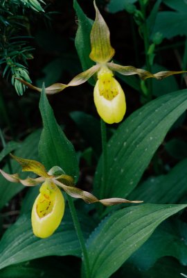 Cypripedium parviflorum var. pubescens (yellow lady's-slipper) Bow Valley Provincial Park 7/9/11