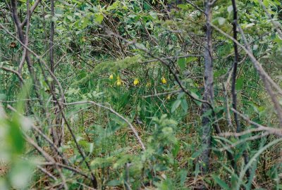 Cypripedium parviflorum var. pubescens (yellow lady's-slipper) hiding in the fen...Bow Valley Provincial Park 7/9/11