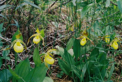 Cypripedium parviflorum var. pubescens (yellow lady's-slipper) Bow Valley Provincial Park 7/9/11