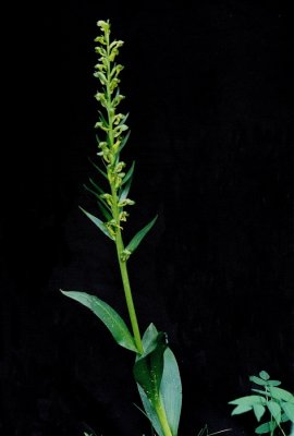 Coeloglossum viride var. virescens (long bracted green orchid) Bow Valley Provincial Park 7/9/11